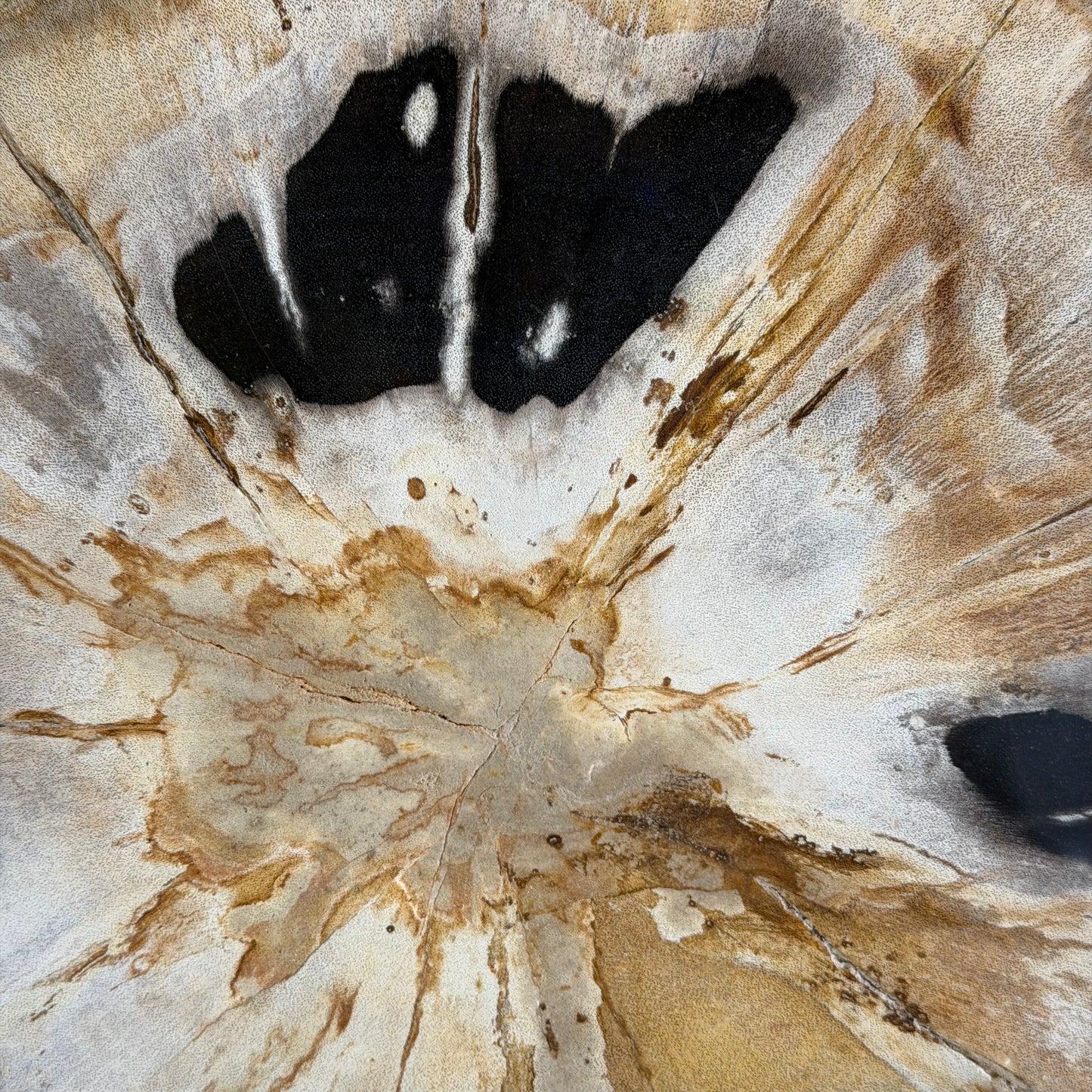 Lastra per tavolino in legno fossile - 53167