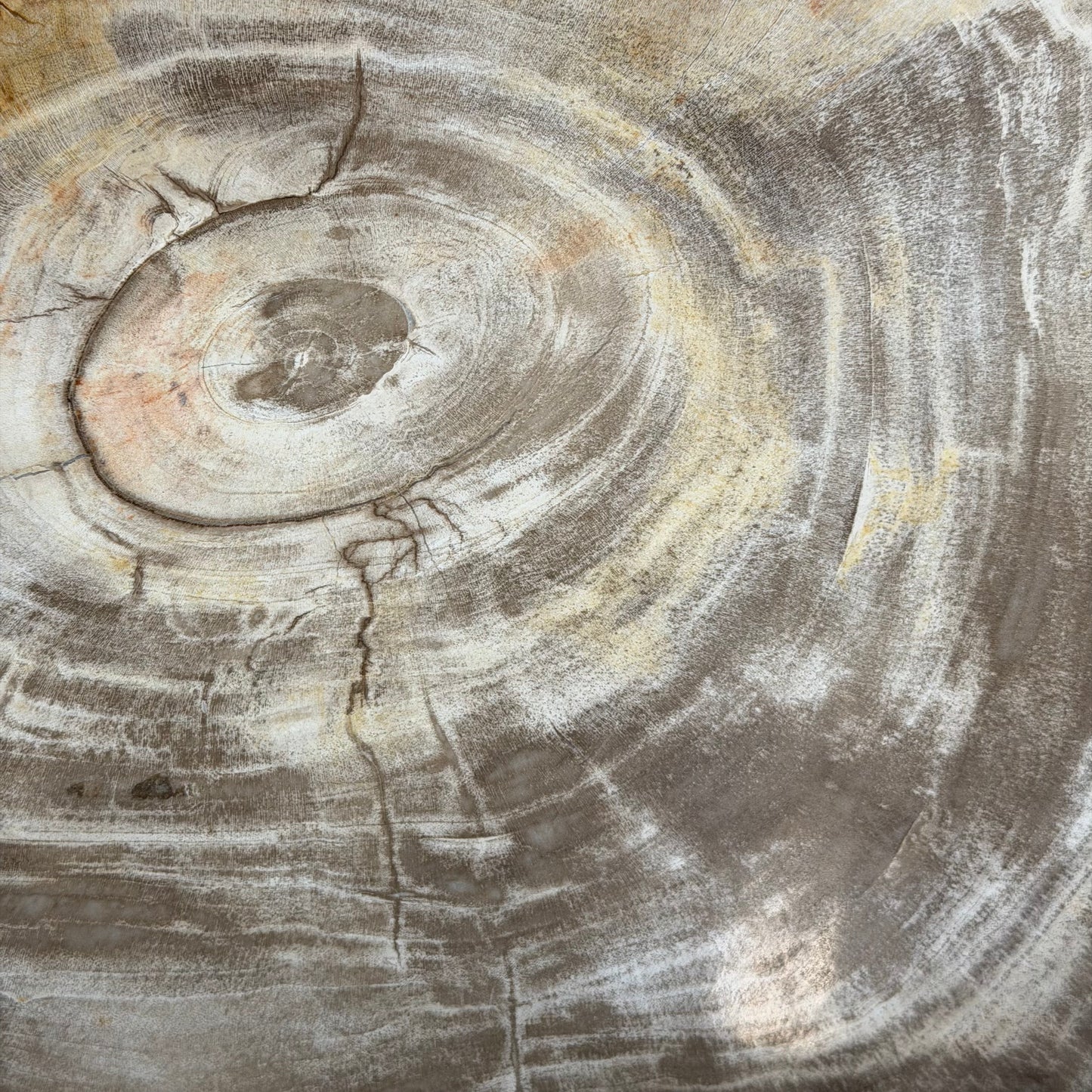 Lastra per tavolino in legno fossile - 48249