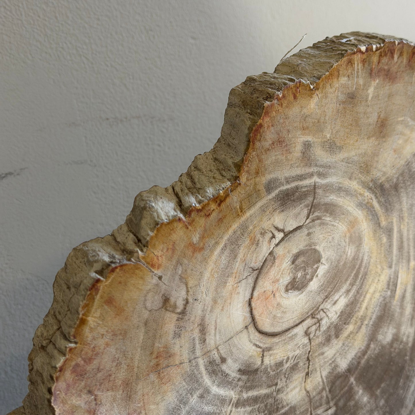 Lastra per tavolino in legno fossile - 48249