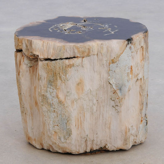 Tavolino tronco in legno pietrificato - 48049