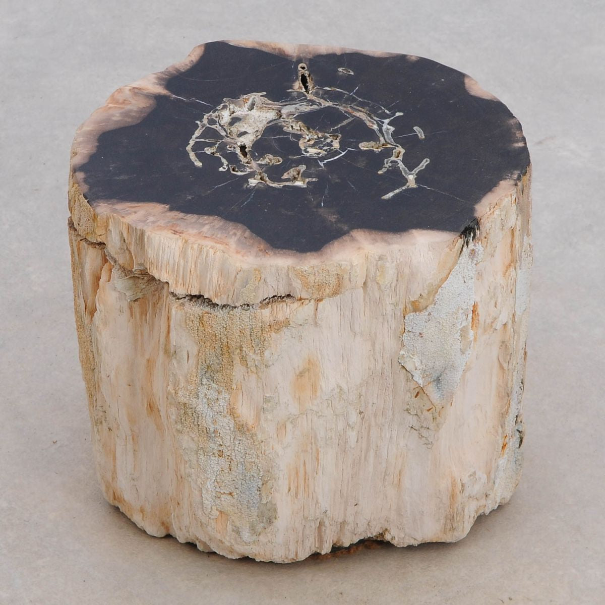 Tavolino tronco in legno pietrificato - 48049