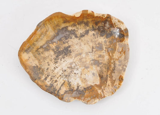 Ciotola in legno pietrificato - 43068 E