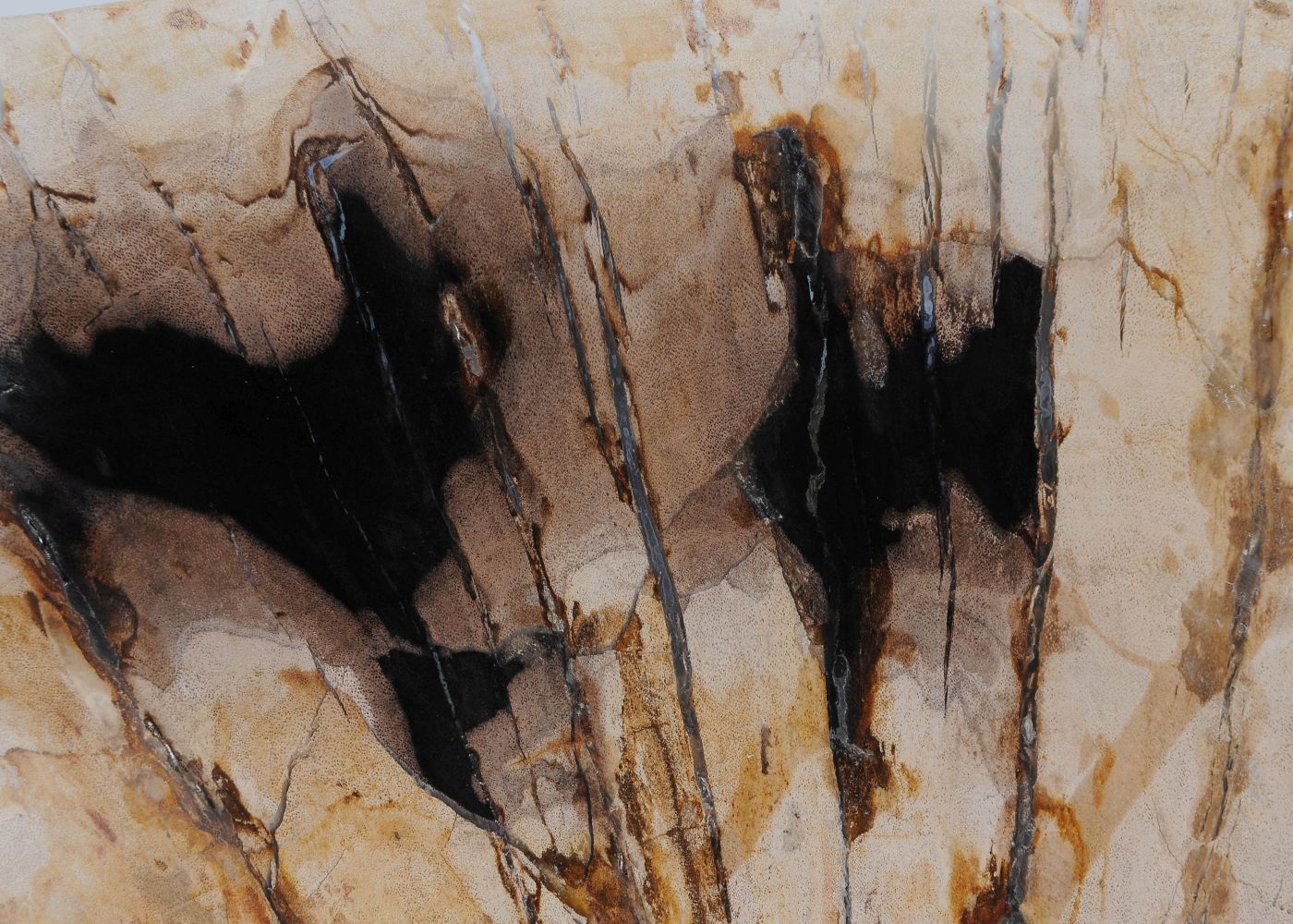 Ciotola in legno fossile - 52363