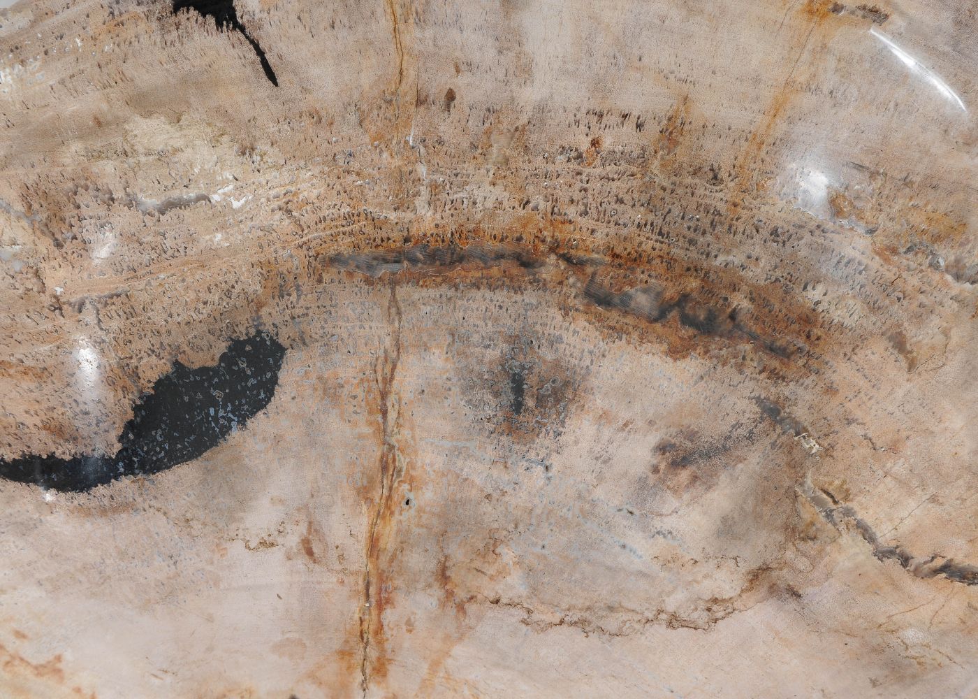 Ciotola in legno fossile - 54283