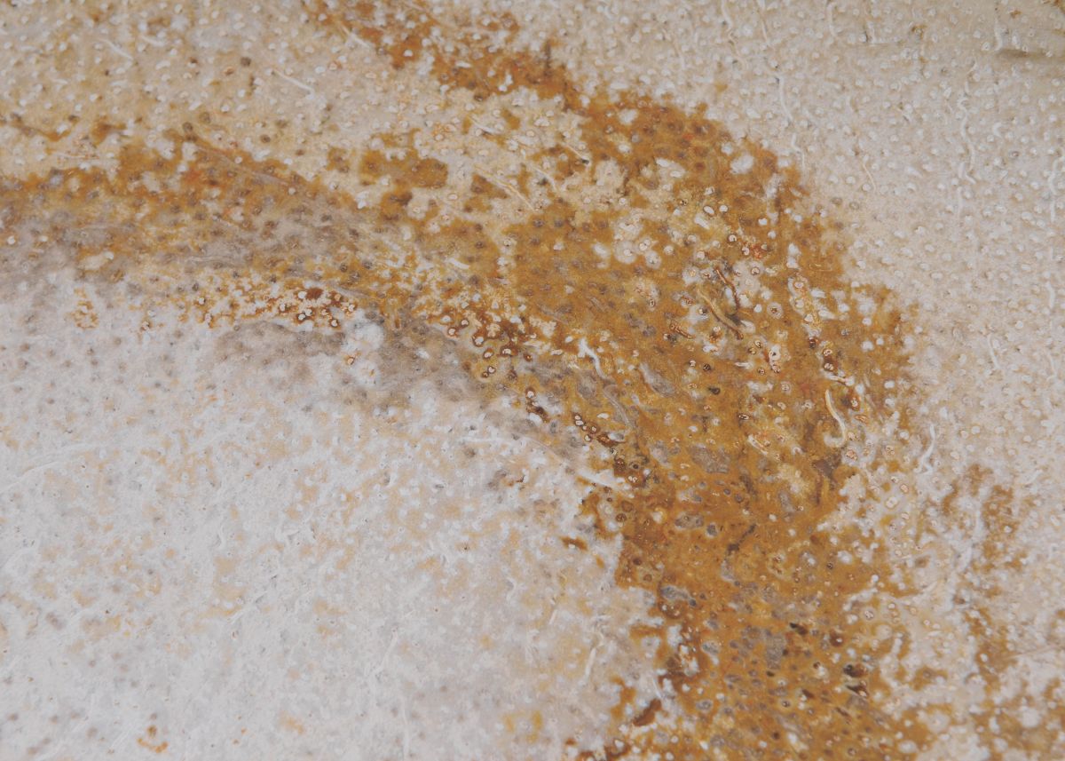 Ciotola in legno pietrificato - 41015b