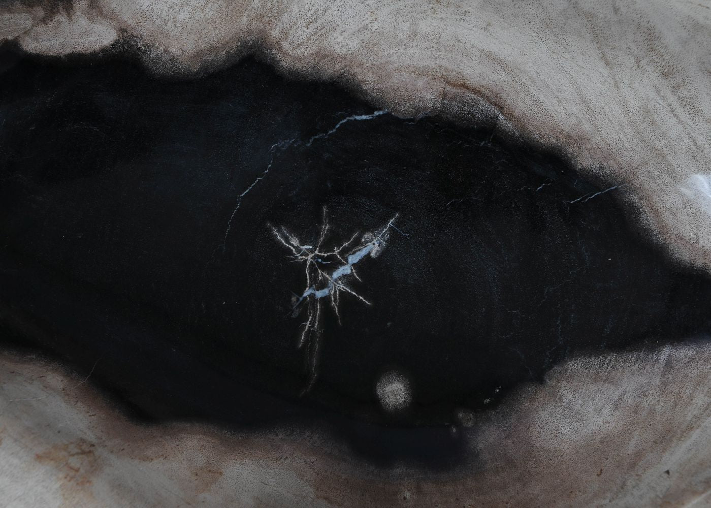 Piatto in legno fossile - 57011