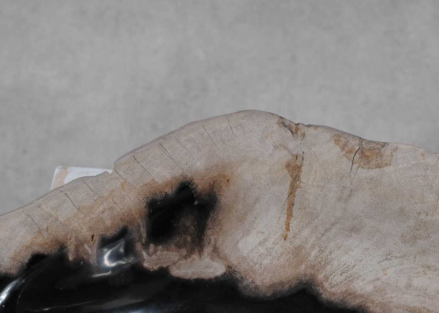 Piatto in legno fossile - 57011