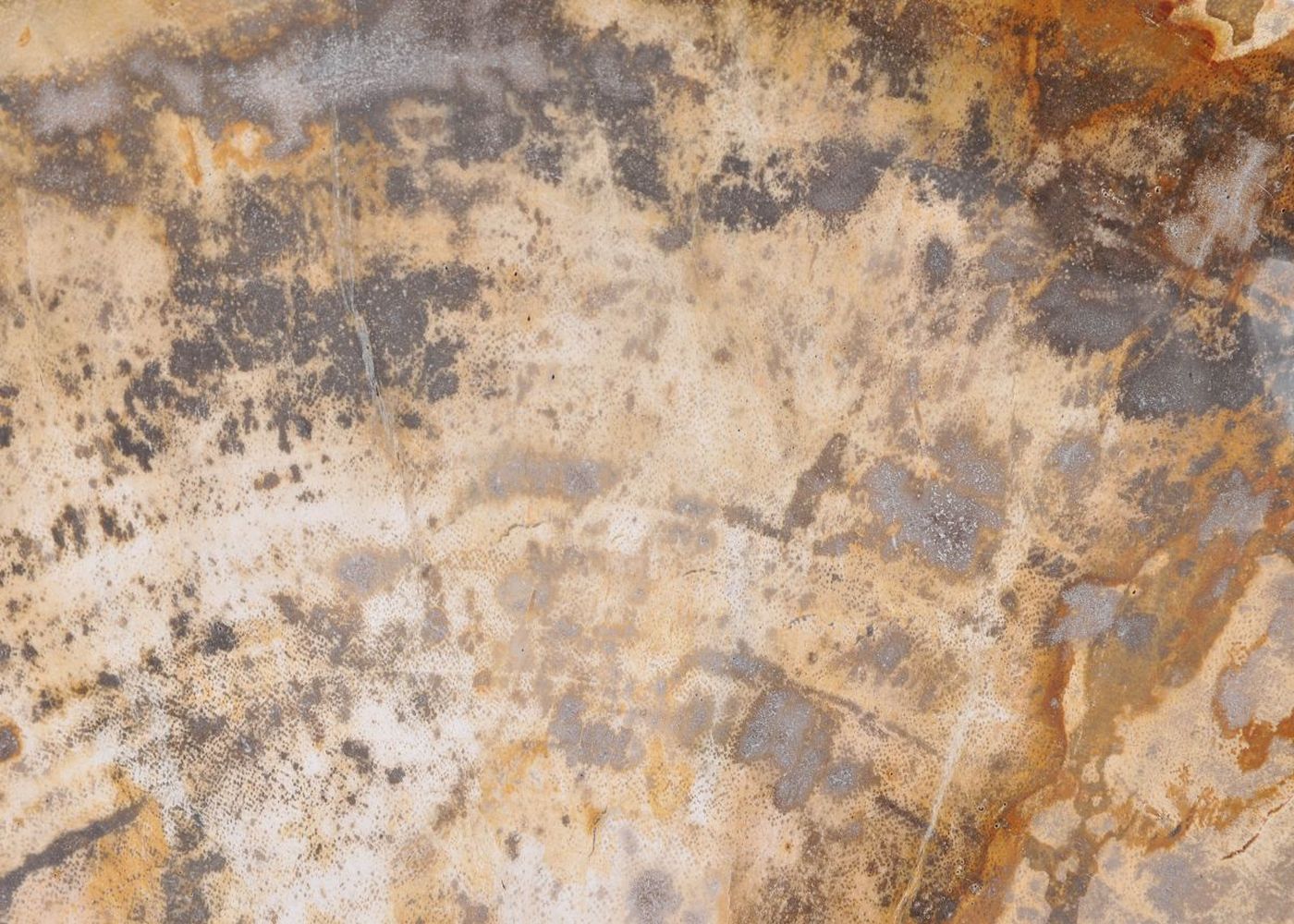 Piatto in legno fossile - 43068E