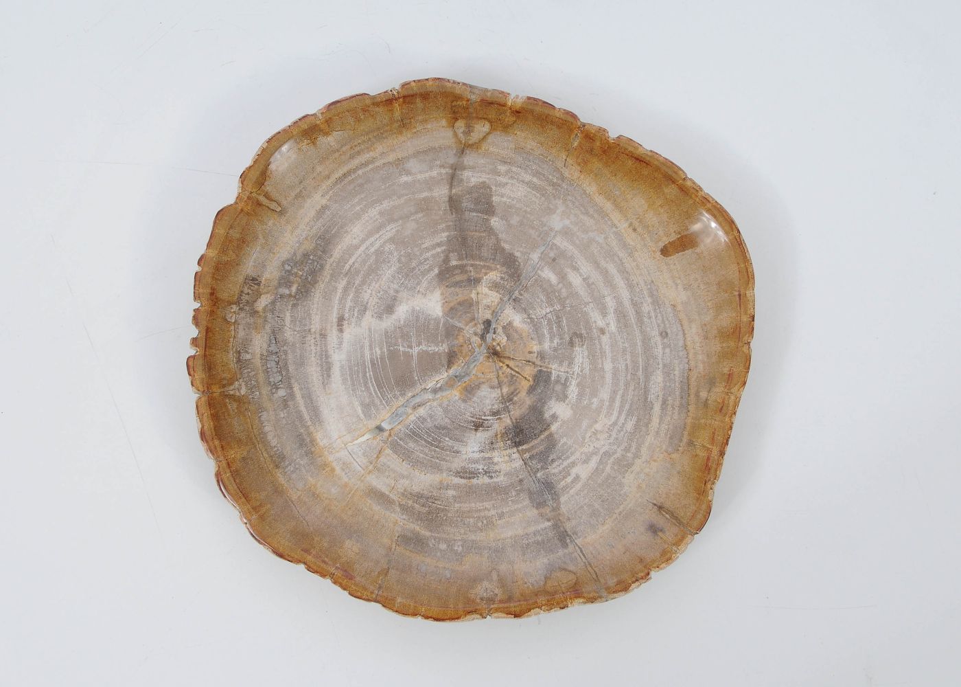 Piatto in legno fossile - 51072