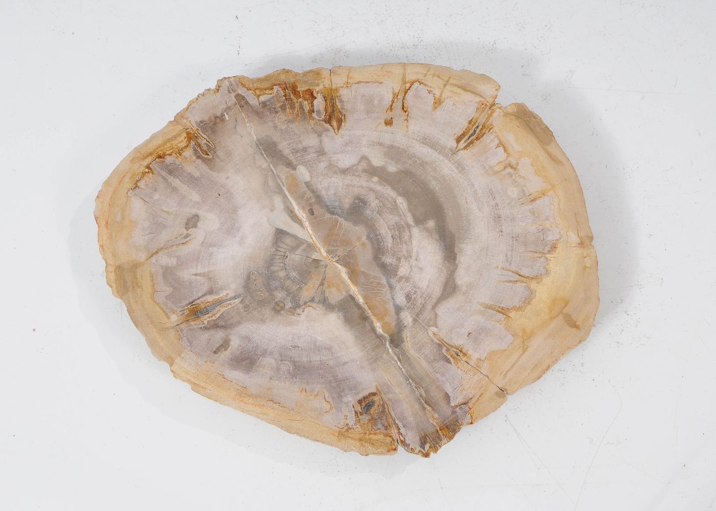 Piatto in legno fossile - 54070