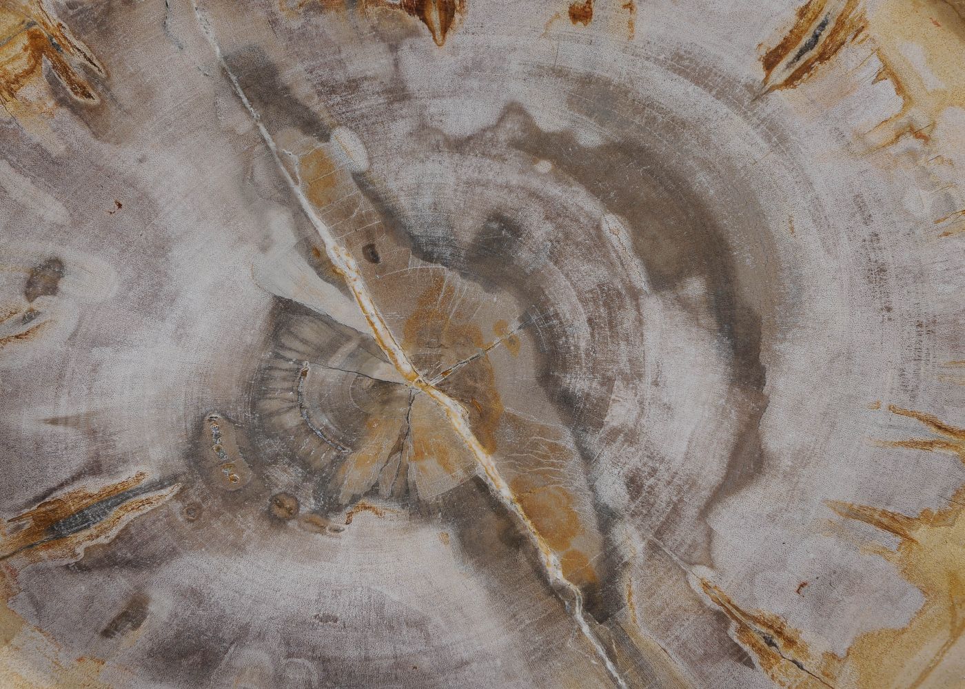 Piatto in legno fossile - 54070