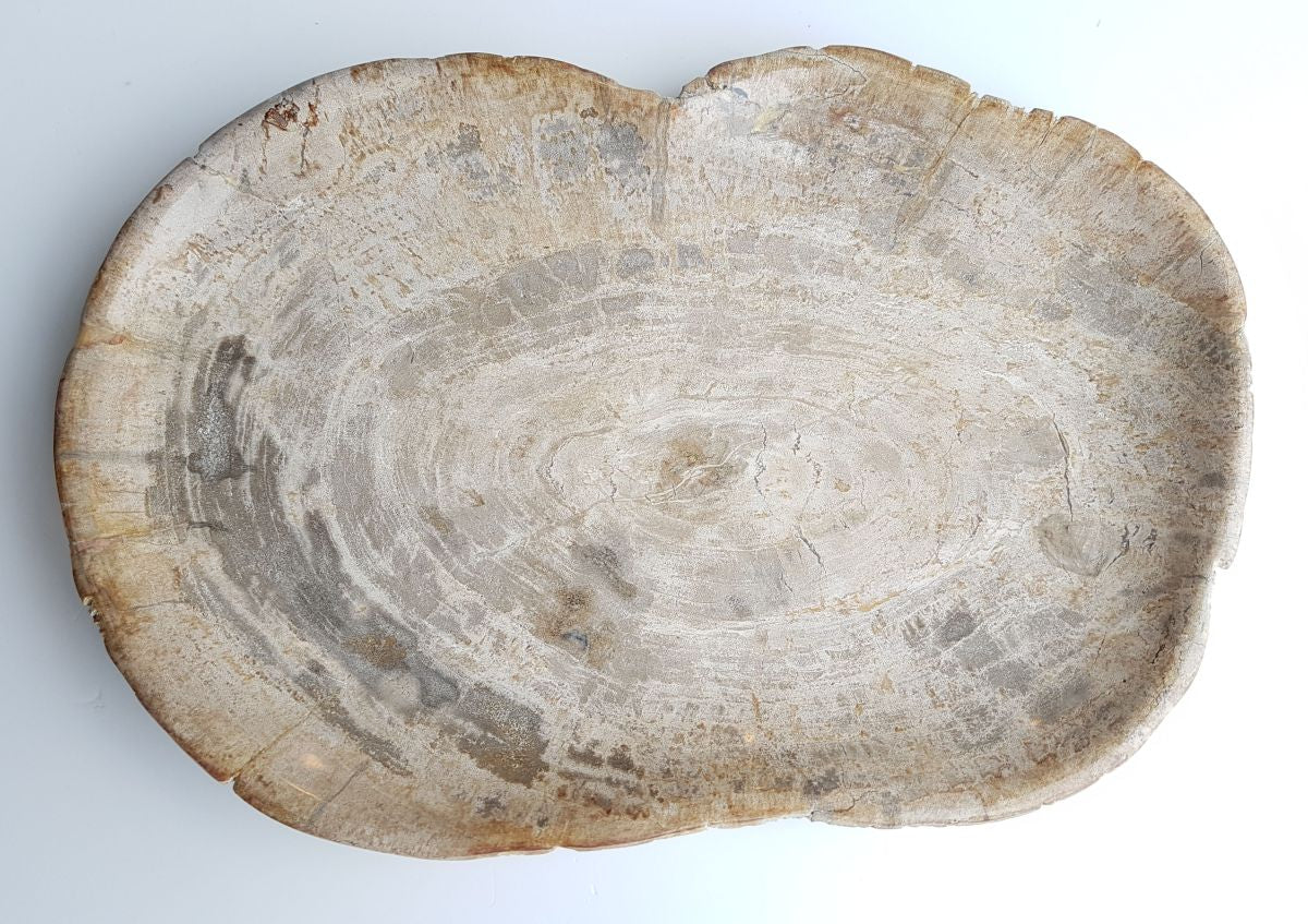 Piatto in legno fossile - 26067