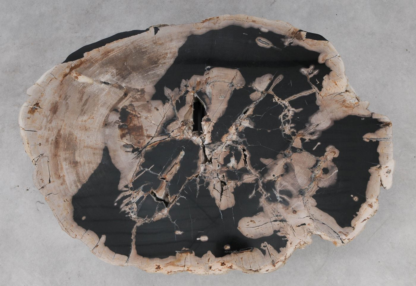 Lastra per tavolino in legno fossile - 53280