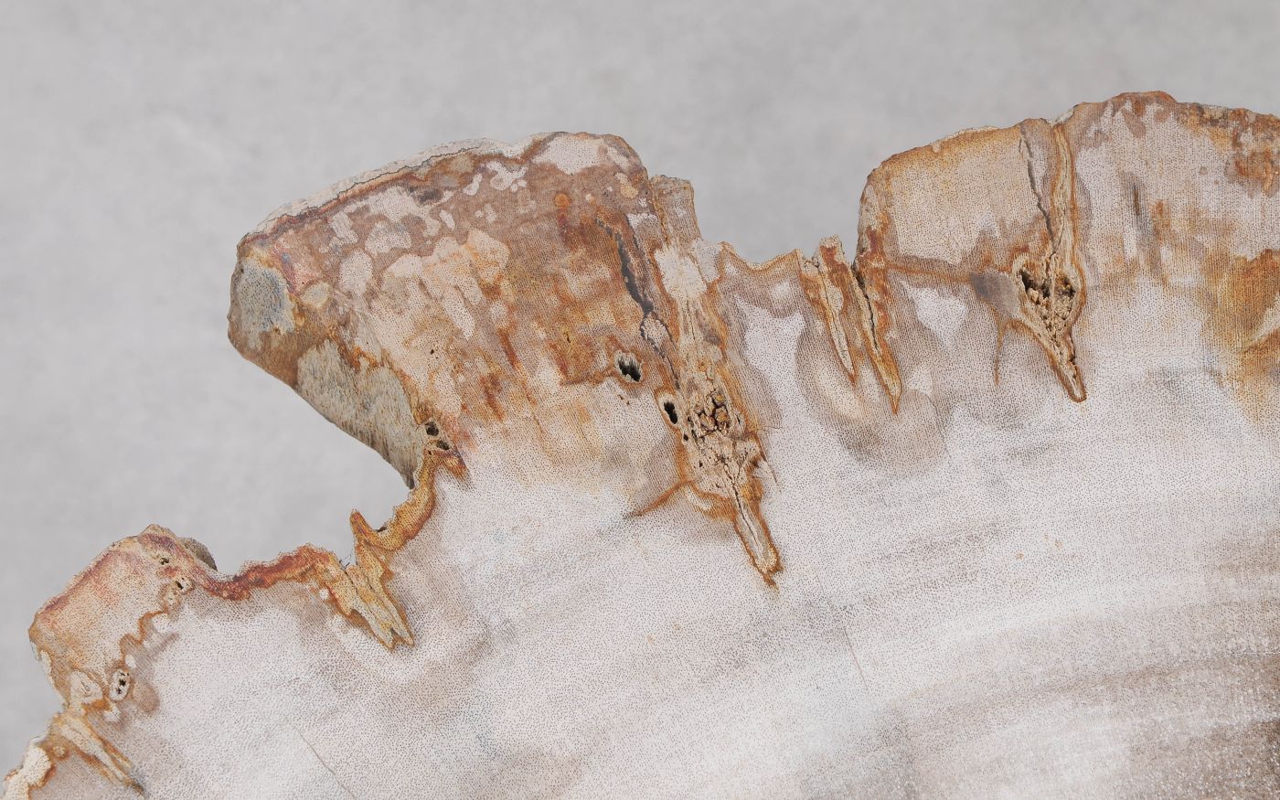 Lastra per tavolino in legno fossile - 55166