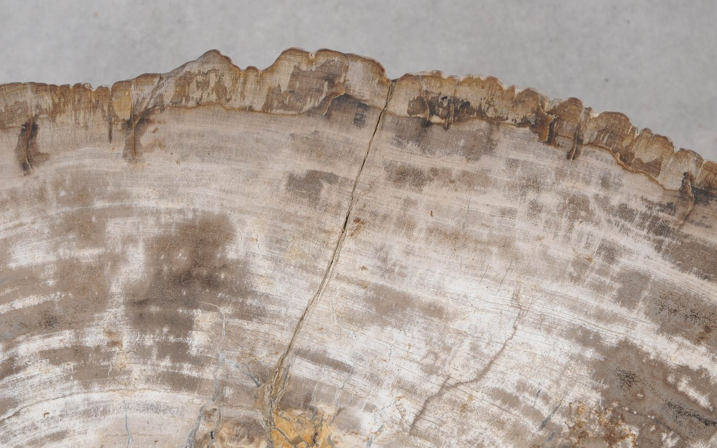 Lastra per tavolino in legno fossile - 55234