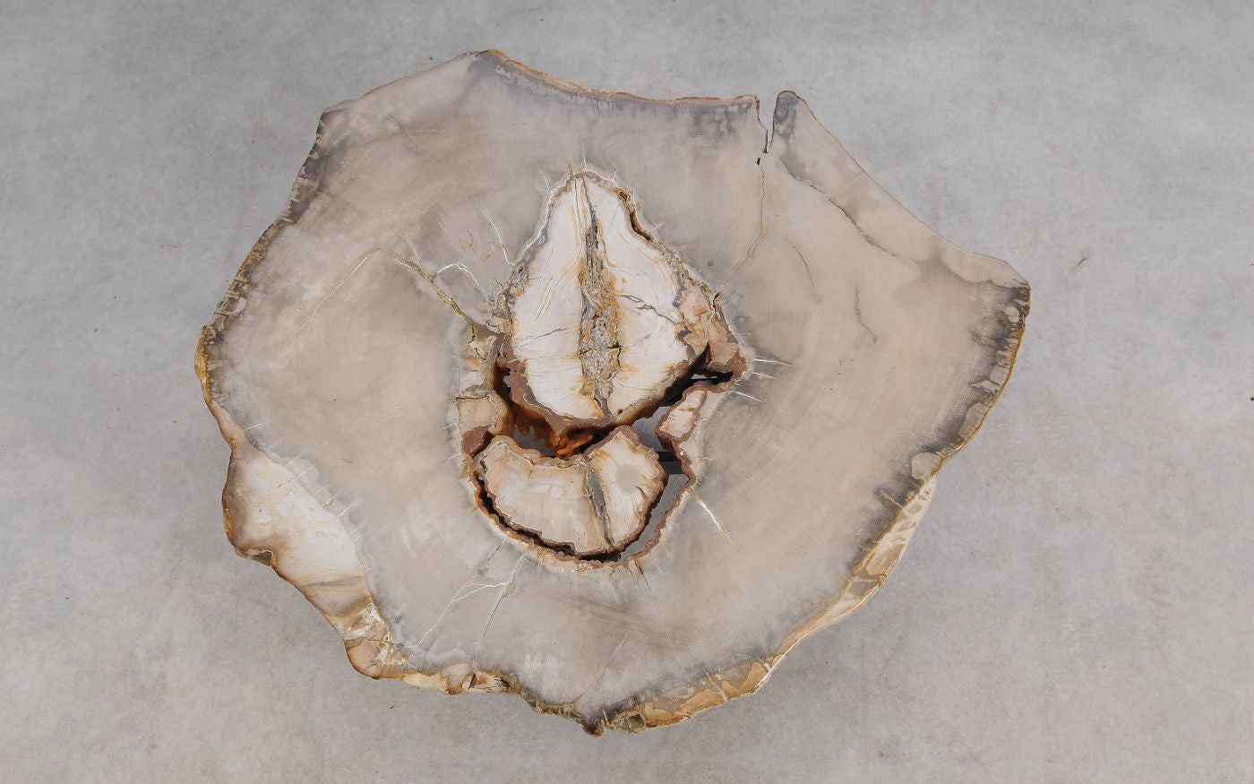 Lastra per tavolino in legno fossile - 60324