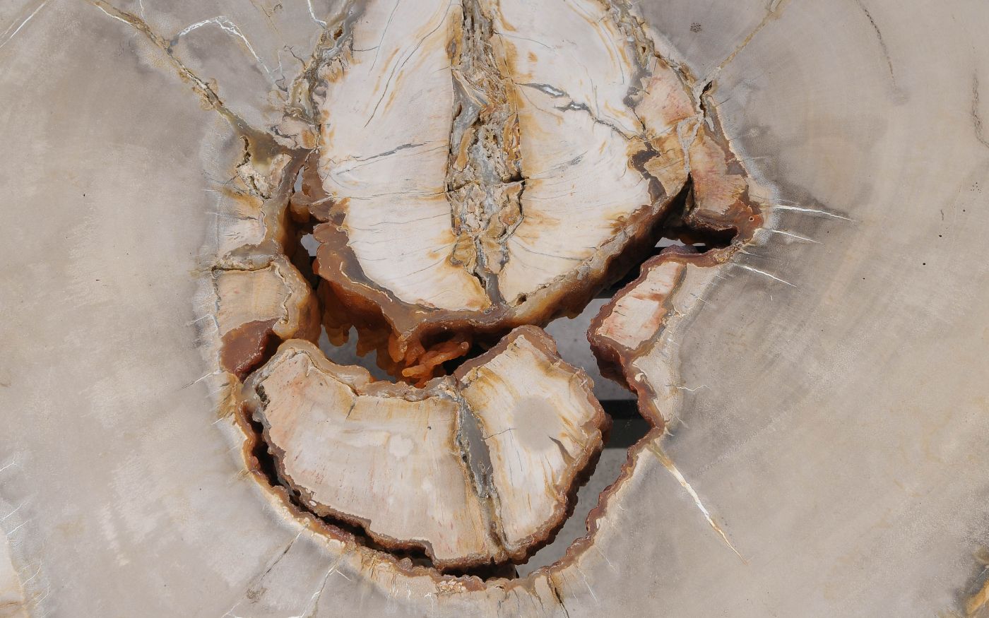 Lastra per tavolino in legno fossile - 60324